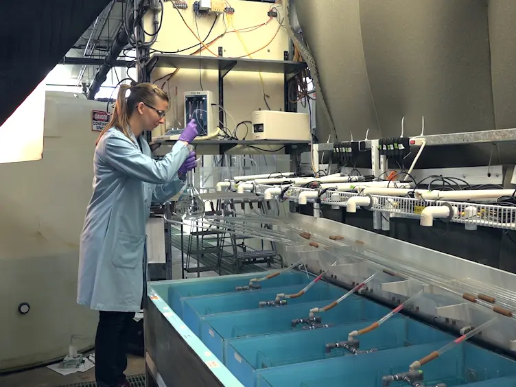 Quantifying Fish Swimming Behavior in Response to Acute Exposure of Aqueous Copper Using Computer Assisted Video and Digital Image Analysis
