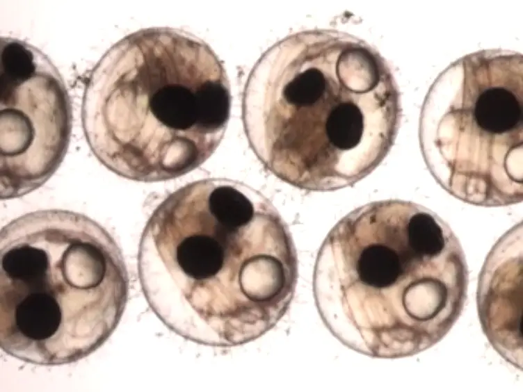Salinity-dependent Toxicity Assay of Silver Nanocolloids Using Medaka Eggs