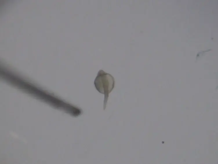 Tracking Cells in GFP-transgenic Zebrafish Using the Photoconvertible PSmOrange System