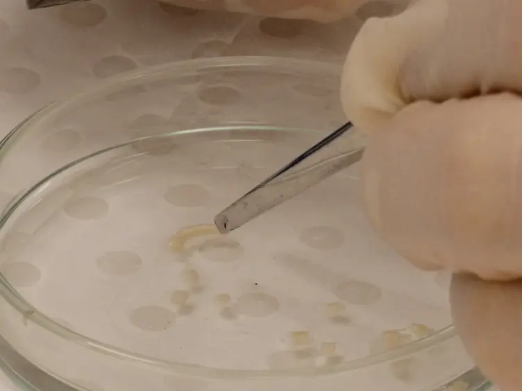Imaging Serotonergic Fibers in the Mouse Spinal Cord Using the CLARITY/CUBIC Technique