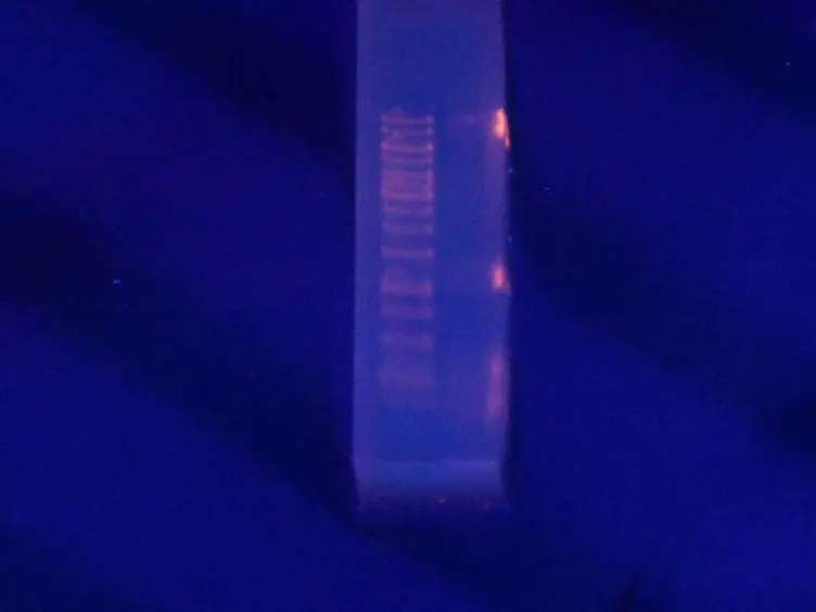 Directed Evolution Method in <em>Saccharomyces cerevisiae</em>: Mutant Library Creation and Screening