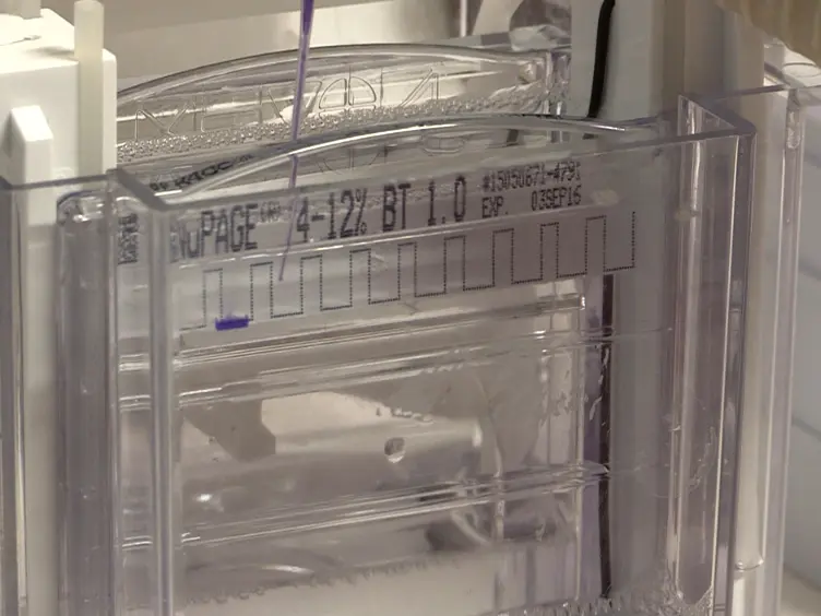 <em>In Vitro</em> Disassembly of Influenza A Virus Capsids by Gradient Centrifugation