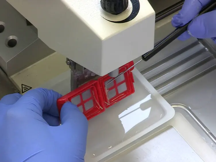 Laser-assisted Microdissection (LAM) as a Tool for Transcriptional Profiling of Individual Cell Types