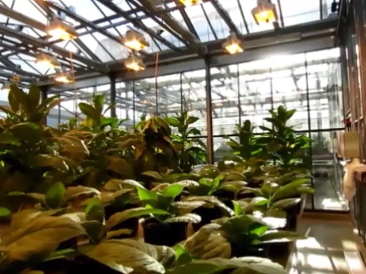 Procedure to Evaluate the Efficiency of Flocculants for the Removal of Dispersed Particles from Plant Extracts