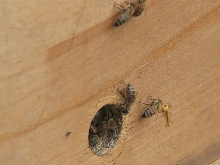A Push-pull Protocol to Reduce Colonization of Bird Nest Boxes by Honey Bees