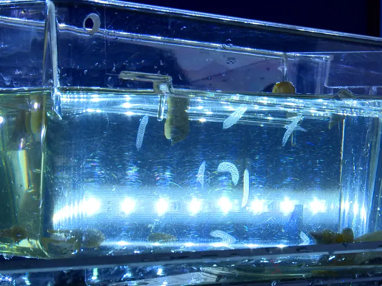 A Whole Mount <em>In Situ</em> Hybridization Method for the Gastropod Mollusc <em>Lymnaea stagnalis</em>