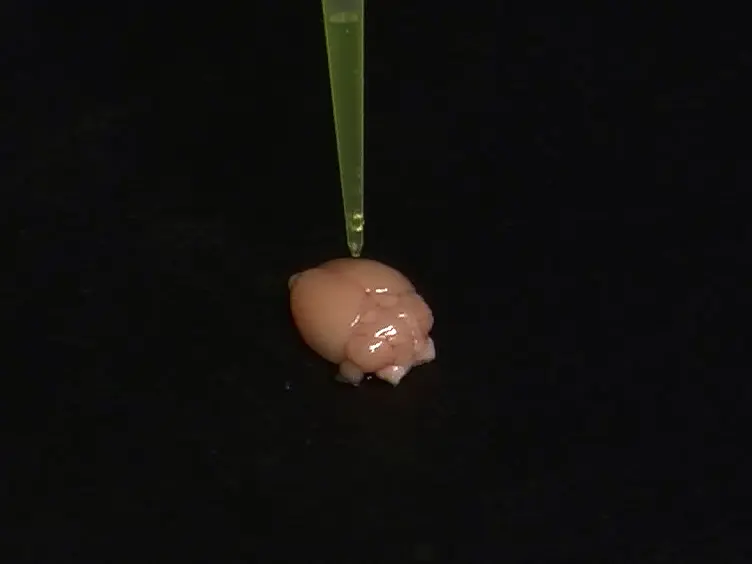 Bioluminescence Imaging to Detect Late Stage Infection of African Trypanosomiasis