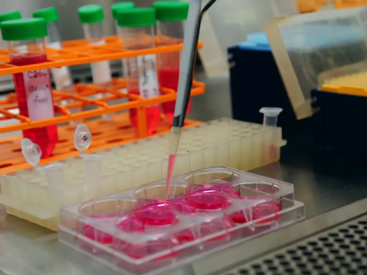 Modeling Myotonic Dystrophy 1 in C2C12 Myoblast Cells