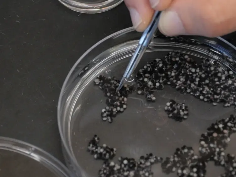 Isolation of Giant Lampbrush Chromosomes from Living Oocytes of Frogs and Salamanders