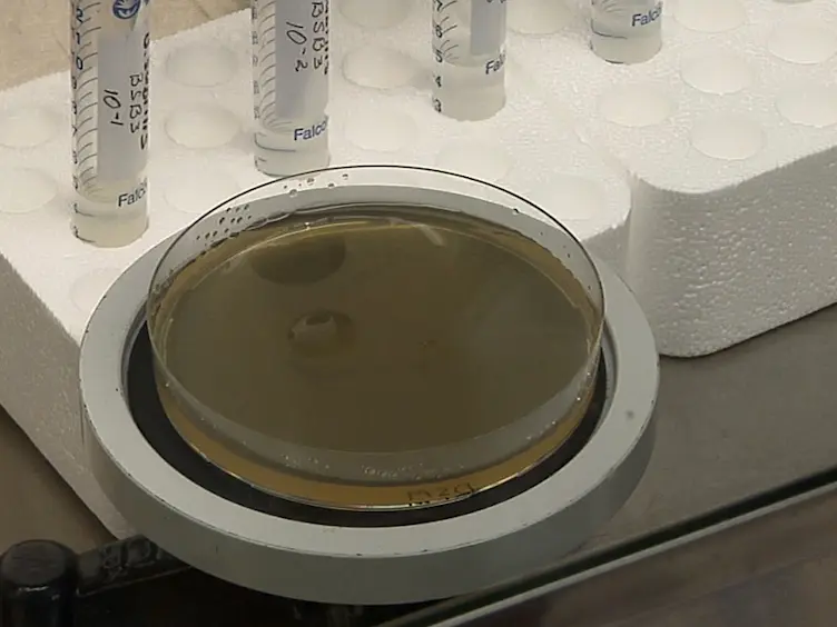 Prevention of Heat Stress Adverse Effects in Rats by <em>Bacillus subtilis</em> Strain