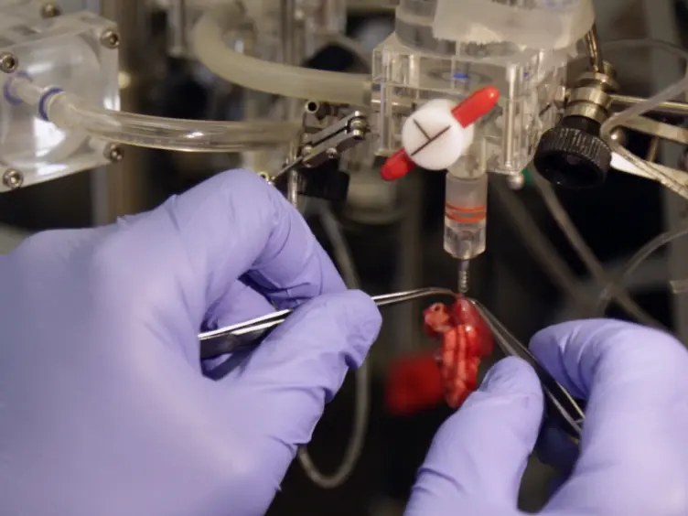 Rodent Working Heart Model for the Study of Myocardial Performance and Oxygen Consumption