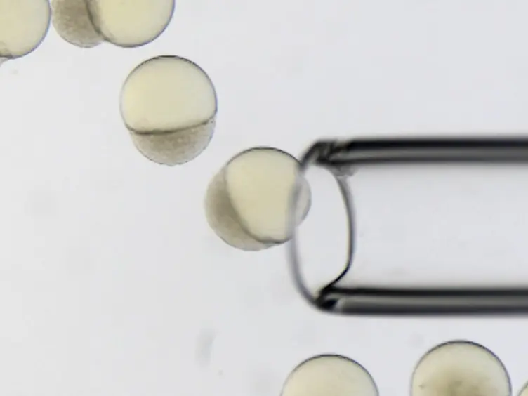 Generation of Parabiotic Zebrafish Embryos by Surgical Fusion of Developing Blastulae