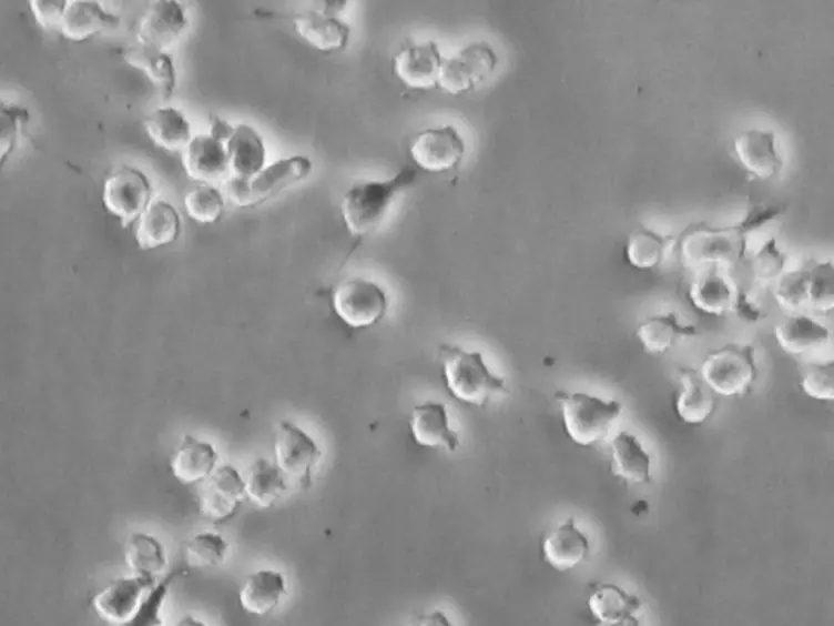 Working with Auditory HEI-OC1 Cells