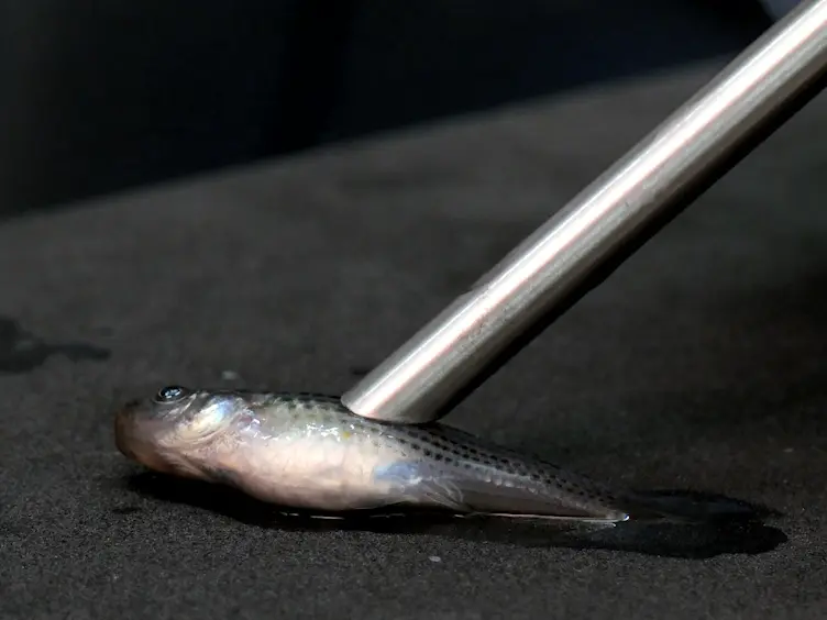 Assays to Detect UV-reflecting Structures and Determine their Importance in Mate Preference using the Sailfin Molly <em>Poecilia latipinna</em>
