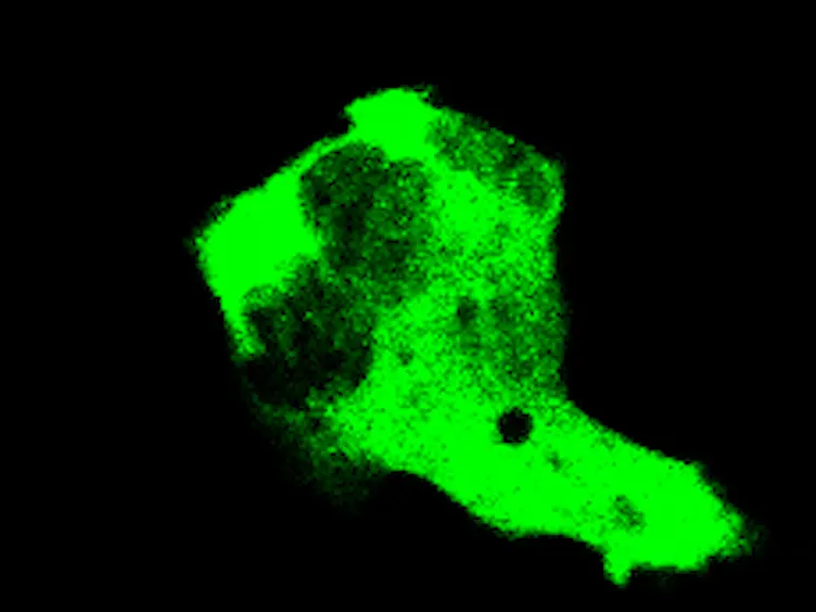 Imaging G Protein-coupled Receptor-mediated Chemotaxis and its Signaling Events in Neutrophil-like HL60 Cells