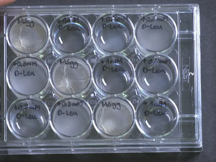 Methodologies for Studying <em>B. subtilis</em> Biofilms as a Model for Characterizing Small Molecule Biofilm Inhibitors