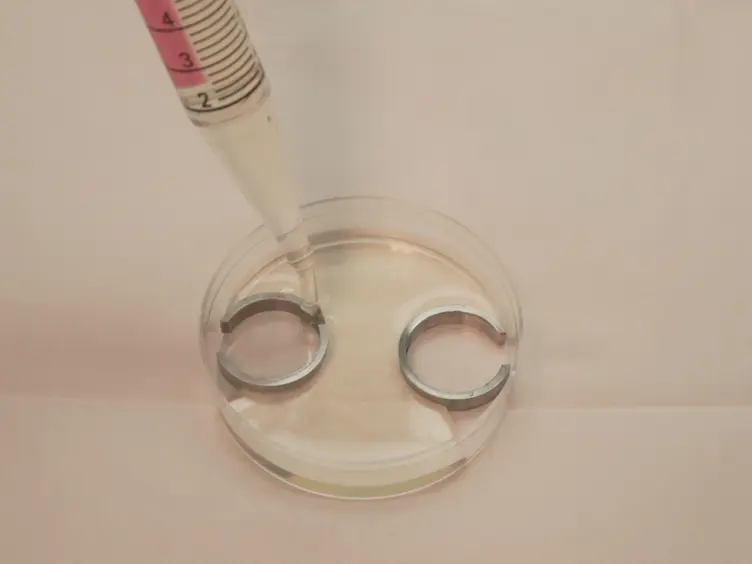A Submerged Filter Paper Sandwich for Long-term <em>Ex Ovo</em> Time-lapse Imaging of Early Chick Embryos