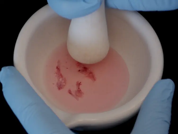 Fluorescence-activated Cell Sorting for Purification of Plasmacytoid Dendritic Cells from the Mouse Bone Marrow