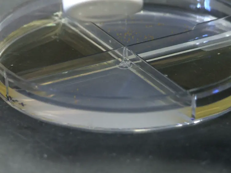 Utilizing the Ethylene-releasing Compound, 2-Chloroethylphosphonic Acid, as a Tool to Study Ethylene Response in Bacteria