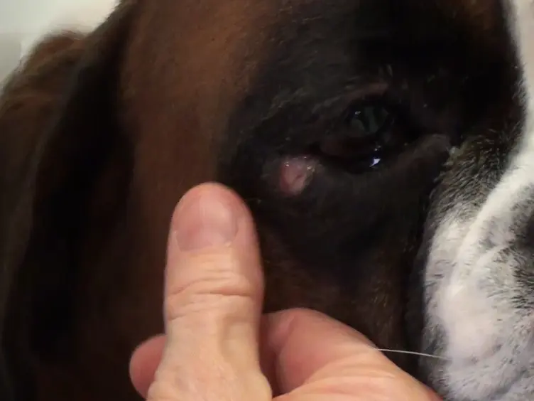 Operating Procedures of the Electrochemotherapy for Treatment of Tumor in Dogs and Cats