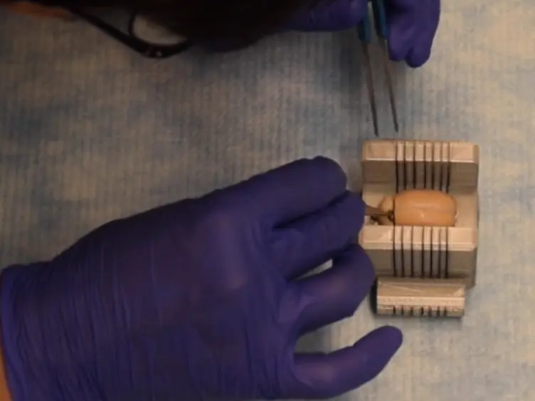 Utilizing 3D Printing Technology to Merge MRI with Histology: A Protocol for Brain Sectioning