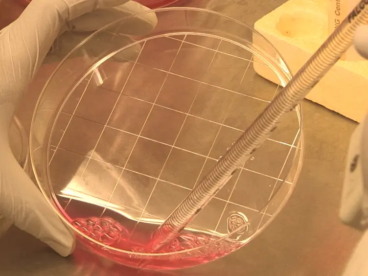 Preparation of rAAV9 to Overexpress or Knockdown Genes in Mouse Hearts