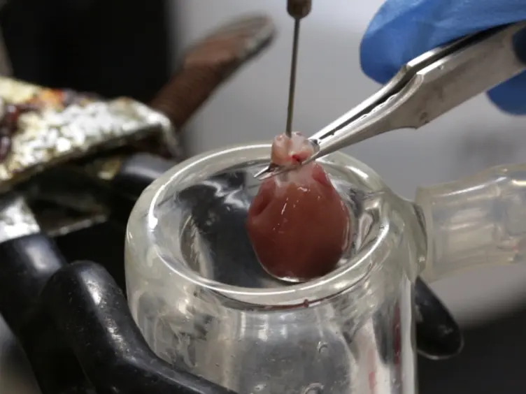 A Model of Cardiac Remodeling Through Constriction of the Abdominal Aorta in Rats