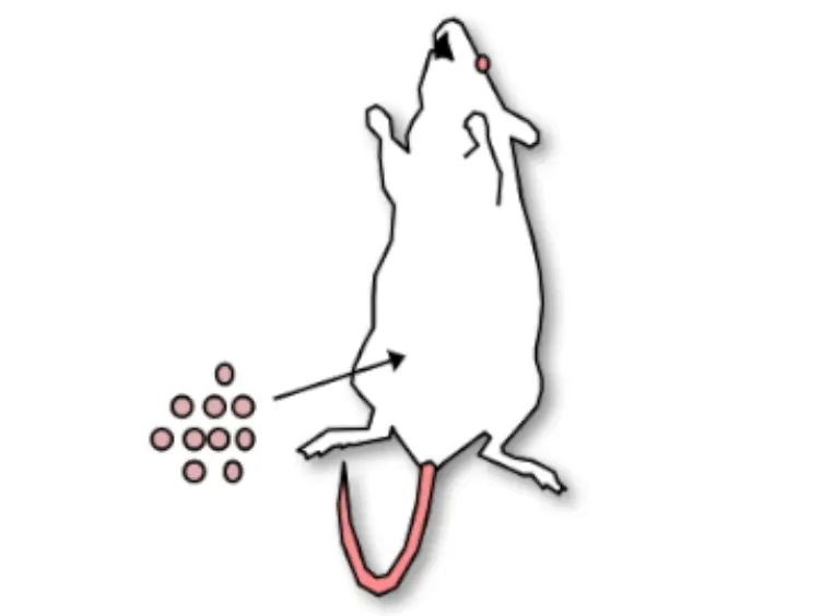 Surgical Procedures and Methodology for a Preclinical Murine Model of <em>De Novo</em> Mammary Cancer Metastasis