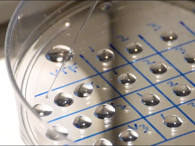 Modified MicroSecure Vitrification: A Safe, Simple and Highly Effective Cryopreservation Procedure for Human Blastocysts