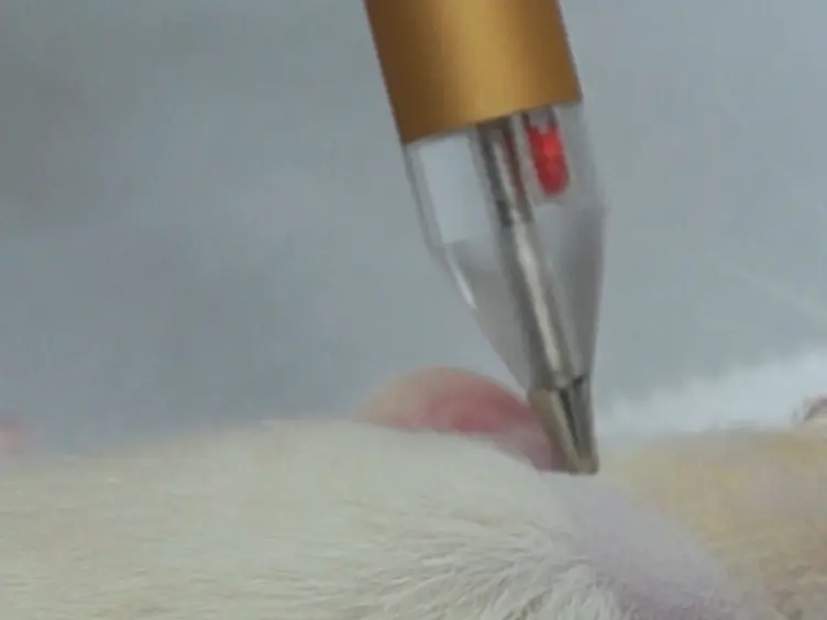 Manipulation of Epileptiform Electrocorticograms (ECoGs) and Sleep in Rats and Mice by Acupuncture