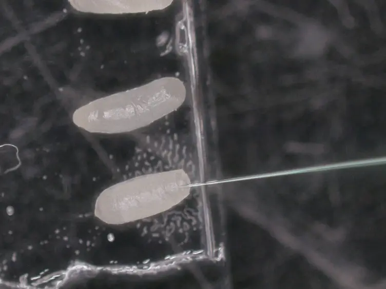 Rearing and Double-stranded RNA-mediated Gene Knockdown in the Hide Beetle, <em>Dermestes maculatus</em>