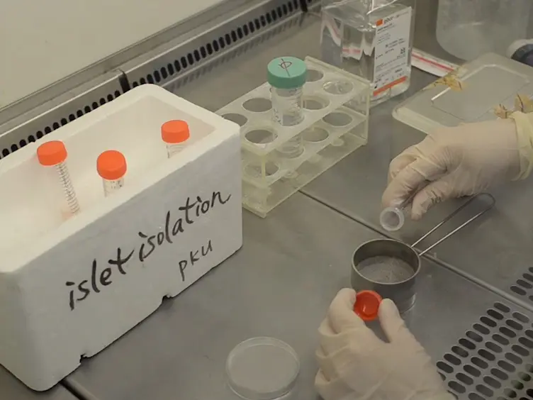 Scaffold-supported Transplantation of Islets in the Epididymal Fat Pad of Diabetic Mice