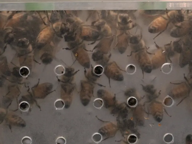 Dissection and Observation of Honey Bee Dorsal Vessel for Studies of Cardiac Function
