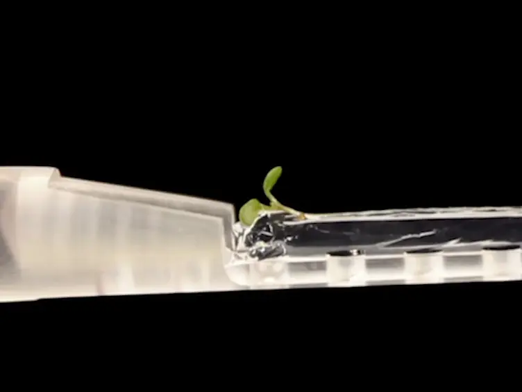 Light Sheet Fluorescence Microscopy of Plant Roots Growing on the Surface of a Gel