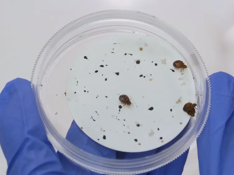 A Method for Evaluating Insecticide Efficacy against Bed Bug, <em> Cimex lectularius</em>, Eggs and First Instars