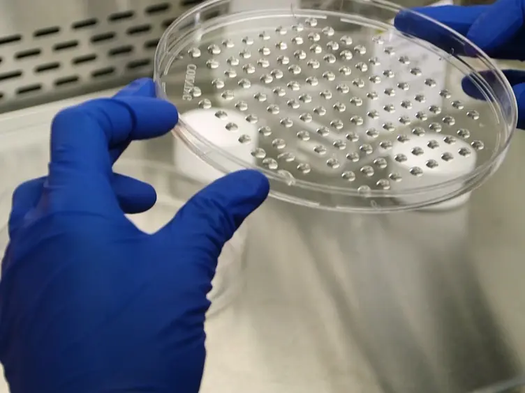 Production and Administration of Therapeutic Mesenchymal Stem/Stromal Cell (MSC) Spheroids Primed in 3-D Cultures Under Xeno-free Conditions
