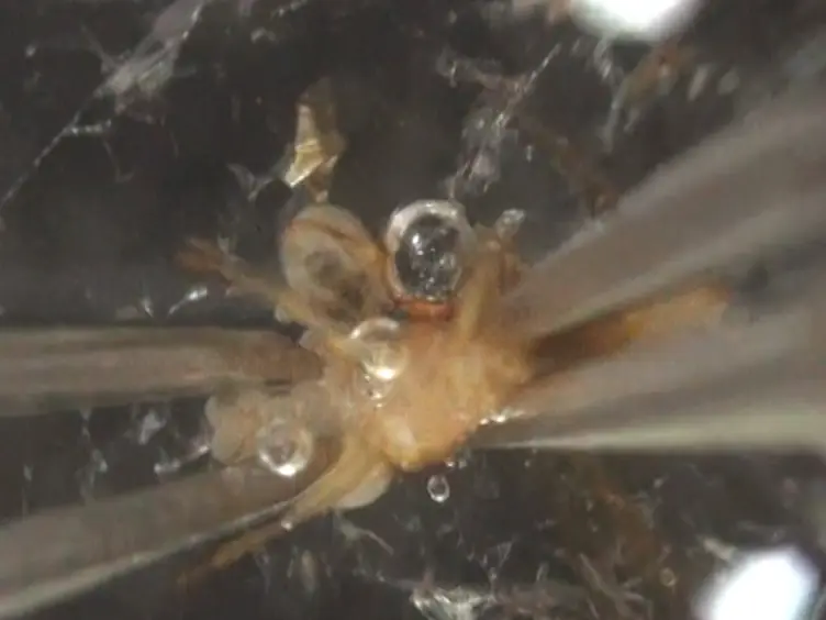 A Simple One-step Dissection Protocol for Whole-mount Preparation of Adult <em>Drosophila</em> Brains