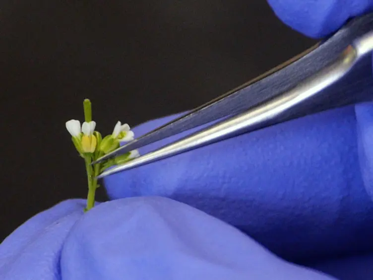 Live Confocal Imaging of Developing Arabidopsis Flowers