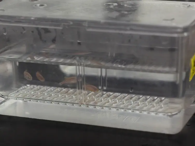 Dissection of Larval Zebrafish Gonadal Tissue
