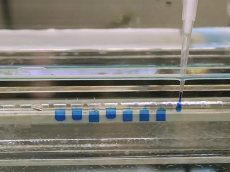 Kinetics of Lagging-strand DNA Synthesis <em>In Vitro</em> by the Bacteriophage T7 Replication Proteins