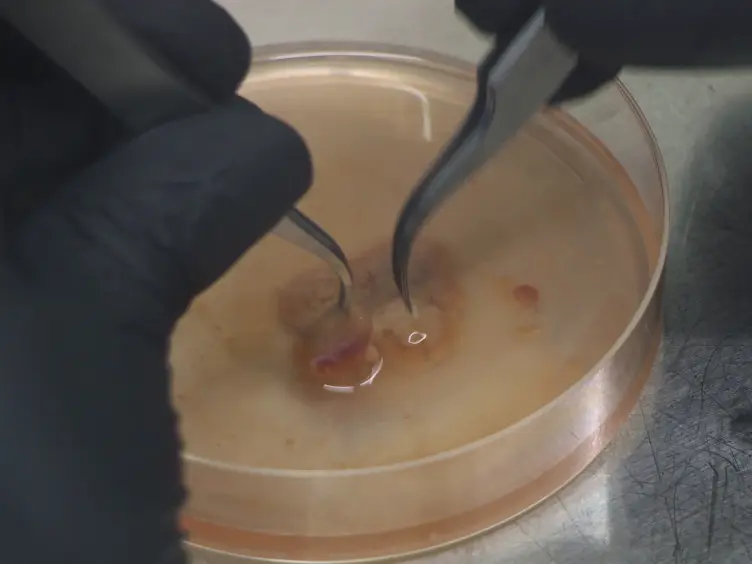 Induction of an Inflammatory Response in Primary Hepatocyte Cultures from Mice