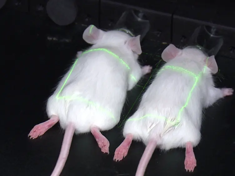 Bioluminescence and Near-infrared Imaging of Optic Neuritis and Brain Inflammation in the EAE Model of Multiple Sclerosis in Mice