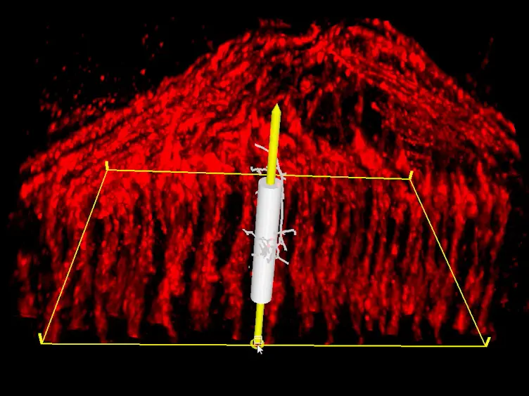 Analyzing Dendritic Morphology in Columns and Layers