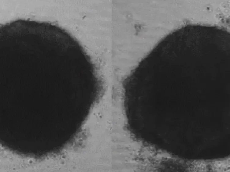 Creation of Cardiac Tissue Exhibiting Mechanical Integration of Spheroids Using 3D Bioprinting