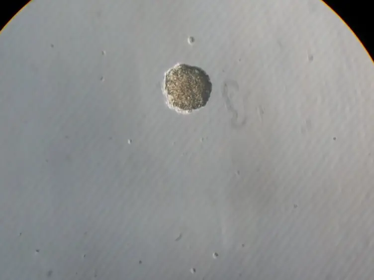 An Efficient and Flexible Cell Aggregation Method for 3D Spheroid Production