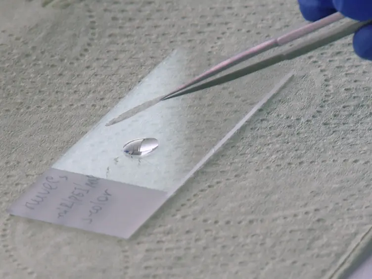 Preparation and <em>In Vitro</em> Characterization of Magnetized miR-modified Endothelial Cells
