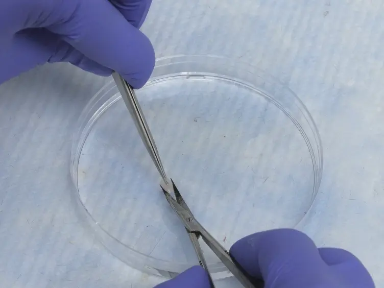 Measurement of Basal and Forskolin-stimulated Lipolysis in Inguinal Adipose Fat Pads