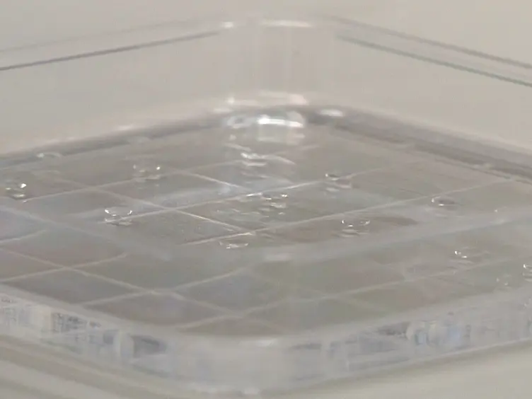 Cardiac Muscle-cell Based Actuator and Self-stabilizing Biorobot - PART 1