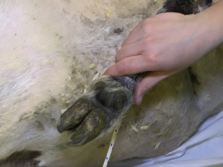 Transvaginal Mesh Insertion in the Ovine Model