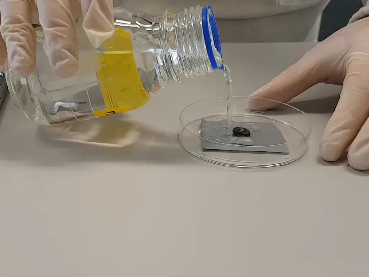 Purification of Biotinylated Cell Surface Proteins from <em>Rhipicephalus microplus</em> Epithelial Gut Cells